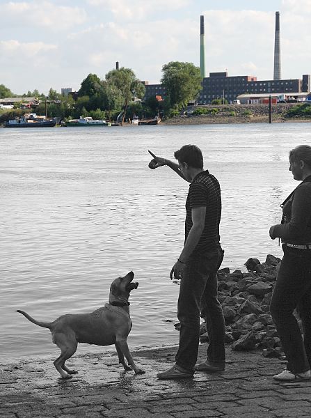 01175_3736 Ein Hund spielt mit seienm Herrchen am Wasser der Norderelbe an der Slipanlage von Entenwerder. Im Hintergrund die Industriearchitektur von der Peute / Veddel.