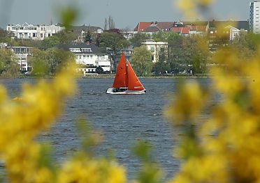 011_14458 - die gelben Forsythien blhen am Ufer der Alster; ein Segelboot mit rotem Segel liegt hart im Wind.