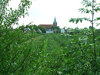 04_23183 Blick ber das Apfelanbaugebiet vom Elbdeich/Rosengarten (2003); im Hintergrund die St. Pankratiuskirche in Neuenfelde. Die dortige Gemeinde hat bewundernswert lange Widerstand gegen den Ausbau der Landebahn geleistet.