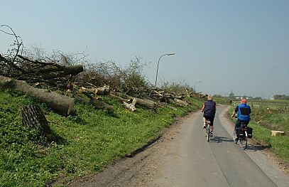 011_14811 Radfahrer fahren auf der Strasse Rosengarten am Deich entlang; die Bume sind gefllt, die Huser abgerissen. 
