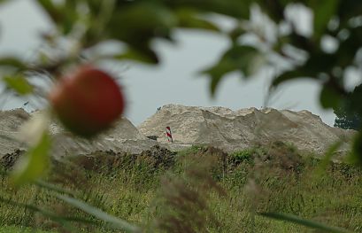011_14815 Sandberge trmen sich auf dem ehemalige Obstanbaugebiet von Neuenfelde / Altes Land; die Apfelbume dort sind gefllt; im Vordergrund ein noch nicht gefllter Apfelbaum. 