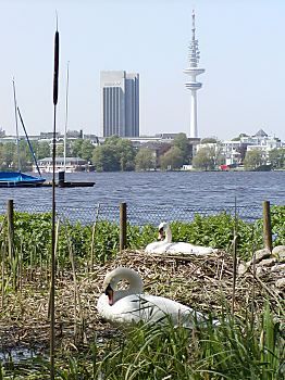 011_14648 - Alsterschwne nisten am Alsterufer vor dem Stadt - Panorama