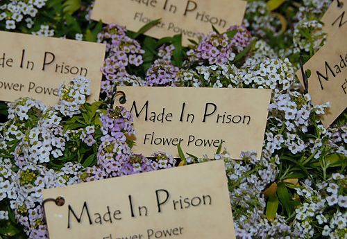 011_15858 - Made in Prison - Flower Power; Blumenstrusse, in der Grtnerei auf Hahnfersand gebunden worden sind. 