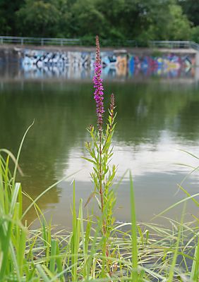 11_15803 - das Ufer des kleinen Sees ist bewachsen - eine Uferpflanze blht violett.