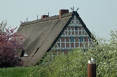 011_14067 - Reetdachhaus hinter dem Deich an der Este; im Vordergrund zwei Mwen.