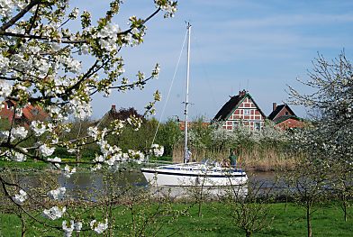 011_15467 - ein Segelschiff fhrt mit Motorkraft auf der Este Richtung Cranz - im Hintergrund Bauernhuser mit Fachwerk; am Ufer blhende Kirschbume.