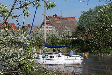 011_15469 - das Boot fhrt entlang der malerischen Ufer vom Alten Land, an dem blhende Obstbume stehen. 