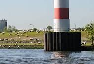063_8028 Leuchtturm am Stadersand - in der N�he der Schwingem�ndung - eine Herde Schafe grast auf dem Deich am Ufer der Elbe.