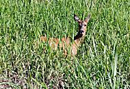 071_8047 Ein Reh blickt �berrascht aus dem hohen Gras am Flussufer der Schwinge.