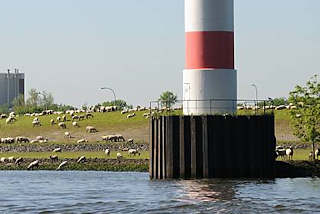 063_8028 Leuchtturm am Stadersand - in der Nhe der Schwingemndung - eine Herde Schafe grast auf dem Deich am Ufer der Elbe.