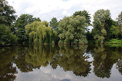 011_15989 - die Weiden am Ufer der Glinder Au spiegeln sich im ruhigen Wasser.