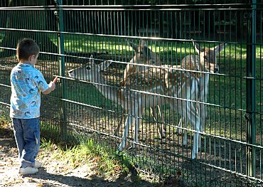 011_14897 - Hirschkühe mit dem typisch gefleckten Fell vom Damwild im Freigehege werden mit Möhren gefüttert.