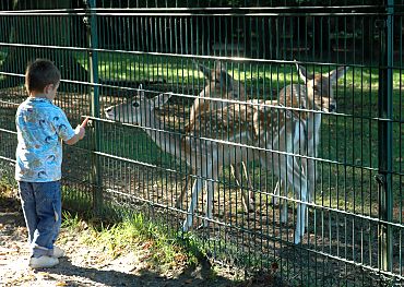 011_14897 - Hirschkhe mit dem typisch gefleckten Fell vom Damwild im Freigehege werden mit Mhren gefttert.