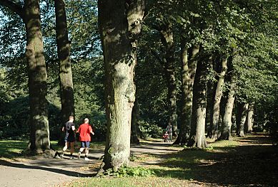 011_14901 - Jogger laufen in die Lindenallee im Hirschpark - die Winterlinden sind ca. 200 Jahre alt.