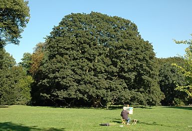 011_14904- ein Maler sitzt auf der Wiese vor seiner Staffelei und malt die grosse Eiche, deren Zweige tief herunter hngen.