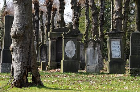 11_17445 - halte Linden stehen auf dem Friedhofsgelnde der jdischen Gemeinde von Altona.