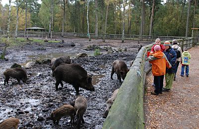 011_15906 - Schwarzwild im KLvensteener Gehege; ein Gruppe Besucher mit Kindern beobachten die Tiere hinter dem Zaun. 