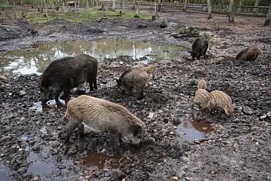 011_15907 - die Wildschweine whlen im Schlamm; die Bache hat mehrere Frischlinge geworfen.