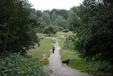 011_15936 - Blick auf die grosse Wiese im Niendorfer Gehege; in diesem Bereich befindet sich auch das grosse Hundefreilaufgebiet. 