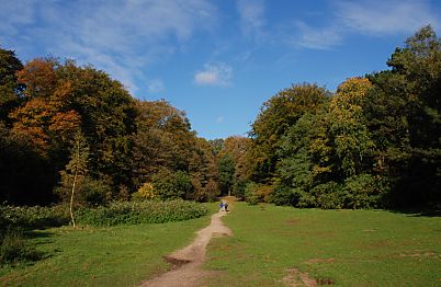 011_15937 - die alten Baumbestnde vom Niendorfer Gehege sind herbstlich eingefrbt - das Herbstlaub scheint bunt in der Sonne.