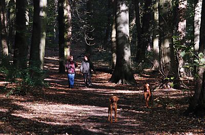 011_15938 - Hunde tollen durch das Laub im Wald; links und rechts des Weges befinden sich dicke Buchen.