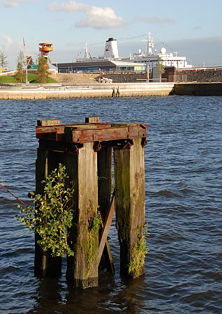 011_15763 - eine alte Duckdalbe aus Holz steht im Hafenbecken des Grasbrookhafens 