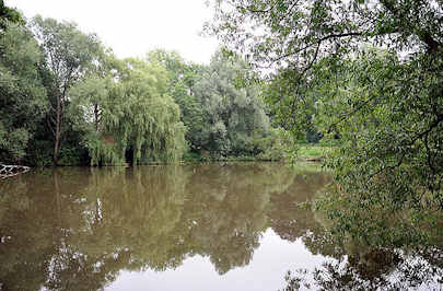 4669 Dorfweiher, Lschteich in Hamburg Sinstorf - Weiden stehen am Ufer, die Zweige hngen ins Wasser.
