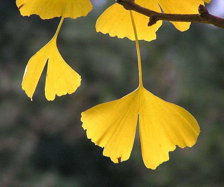 11_18916 sgelb - goldene Herbstbltter eines Ginko-Baums in der Sonne; Der Ginkobaum wird als leben- des Fossil bezeichnet, da er sich seit Millionen von Jahren kaum verndert hat. www.christoph-bellin.de