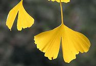 11_18916 gelb - goldene Herbstbltter eines Ginko-Baums in der Sonne; Der Ginkobaum wird als leben- des Fossil bezeichnet, da er sich seit Millionen von Jahren kaum verndert hat. www.christoph-bellin.de (weitere Herbstbilder von Hamburg unter fotograf-hamburg.de)