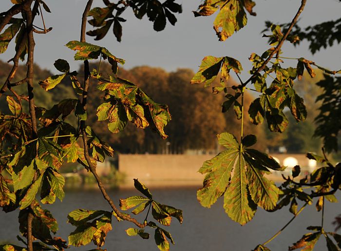 11_18987 Fotos von Hamburg: die Abendsonne scheint auf den herbstlichen Stadtpark - am anderen Seeufer vom Stadtparksee haben die hohen Bume eine rotbraune Herbstfrbung angenommen. www.christoph-bellin.de