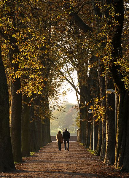 11_18988 herbstliche Kastanienallee in der Abendsonne; abgefallene Bltter liegen auf dem Boden. Auf dem Weg geht ein Prchen in der Herbstsonne spazieren. www.christoph-bellin.de