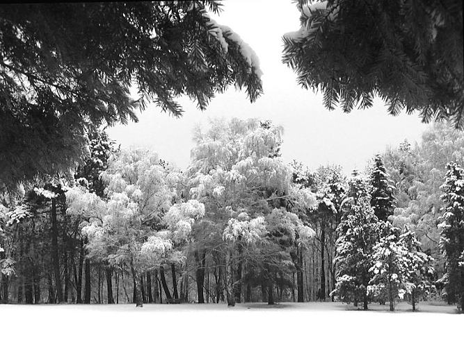 281_10jj10023 Die Tannen und Bume im Hamburger Stadtpark sind mit Raureif und Schnee bedeckt. Hamburg-Fotograf - Hamburger Winterwald.
