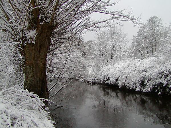 Weiden und Strucher am verschneiten Alsterufer. 288_1010026 Weiden und dichtes Strauchwerks stehen tief verschneit am Ufer des Flusses Alster. Der graue Winterhimmel verspricht noch mehr Schnee.