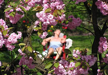 011_15512 - Blick durch blhende Kirschen auf Sonnende im Liegestuhl auf der Liebesinsel im Hamburger Stadtpark.