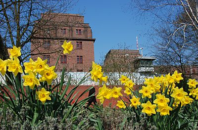 011_15515 - gelbe Osterglocken vor den Mauern vom Untersuchungsgefnis am Holstenglacis; Blick von den Wallanlagen / Planten un Blomen. 