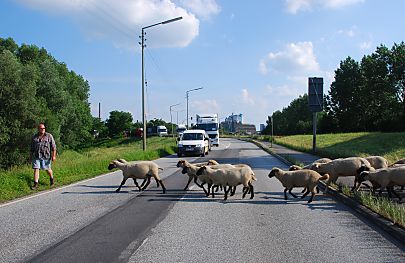 011_15712 - der dichte Verkehr ist gestoppt, die Schafe beginnen die Fahrbahn zu berqueren.