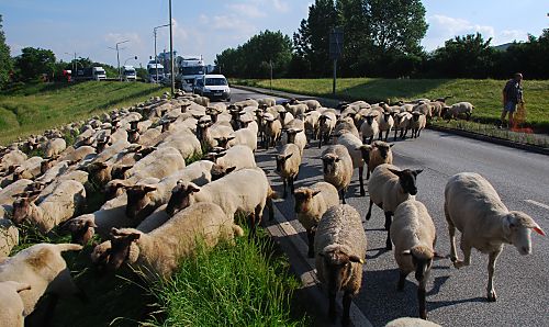 011_15713 - auf der anderen Strassenseite ist die Weide fr die Tieren noch hoch und saftig - die Schafe werden auch hier das Gras auf dem Deich kurz halten; auch sorgen sie dafr, dass durch die vielen Huftritte die Erde des Deichs verdichtet wird und somit sicher bleibt.