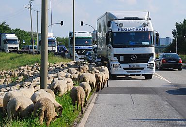 011_15715 - vorsichtig bewegt sicht der Schwerlastverkehr in Hamburg Wilhelmsburg an der Schafsherde vorbei. 
