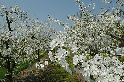 011_14011 - Obstblte im Alten Land, dem grten zusammenhngenden Obstanbaugebiet Nord- Europas. 