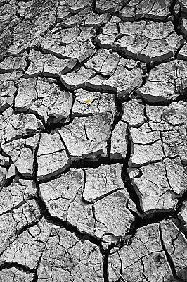 011_14540 - Sommer; durch die lang anhaltende Trockenheit zeigt der Boden tiefe Risse.