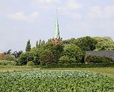 11_17540 der Hamburger Stadtteil Moorfleet liegt am Rande des "Hamburger Gemsegartens" die Vierlande / Marschlande. Hinter dem Feld mit Salat ragt der Kirchturm der St. Nikolaikirche zwischen alten und hohen Bumen heraus. 