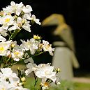 1451_3640 Die Rosen blhen im Rothenburgsorter Traunspark - im Hintergrund einer der beiden Vogelskulpturen, die der Knstler Klaus Becker 1982 geschaffen hat.