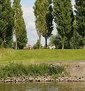 1454_3722 Im Elbpark Entenwerder sitzen Parkbesucher und Besucherinnen auf Parkbänken und blicken auf die Elbe. Hohe Pappeln säumen das Ufer.