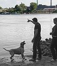 1458_1_3736 Auch in der Entenwerder Grünanlage gibt des einen Hundespielplatz wo die Vierbeiner auf der Wiese toben können. Andere Hunde ziehen es vor, in der Elbe zu Baden oder den Ball aus dem Wasser zu apportieren.