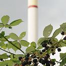 1490_4463  Brombeersträucher überwuchern nicht genutzte Gewerbegebiete in Hamburg Rothenburgsort; die schwarzen Früchte der dornigen Kletterpflanze glänzen in der Sonne. Im Hintergrund ein hoher Industrieschornstein.