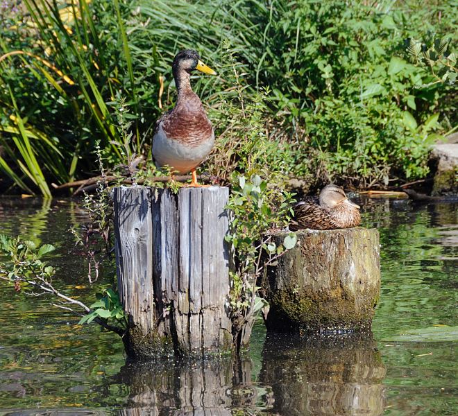 Hamburg-Fotografien aus dem Bezirk Hamburg- Mitte; Stadtteil Rothenburgsort.Enten auf verwitterten Holzdalben im Kanal.  1494_5244  Ein Entenpaar sitzt auf alten Holzdalben in einem Rothenbursorter Kanal - der Erpel reckt seinen Kopf neugierig zur Seite whrend die Ente schlfrig in der Sonne sitzt. Aus den alten vermoderten Dalben wachsen Pflanzen.