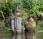 1494_5244  Ein Entenpaar sitzt auf alten Holzdalben in einem Rothenbursorter Kanal - der Erpel reckt seinen Kopf neugierig zur Seite während die Ente schläfrig in der Sonne sitzt. Aus den alten vermoderten Dalben wachsen Pflanzen. 