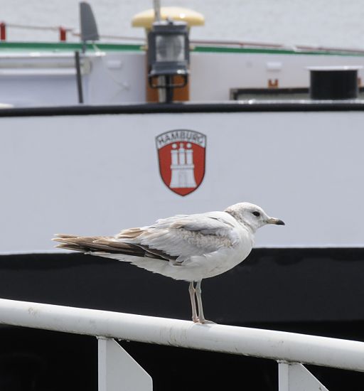 Bilder aus Hamburg Mitte / Stadtteil Rothenburgsort Mwe auf einem Gelnder - Hamburgwappen.  1500_17523  Eine Mwe sitzt auf dem Gelnder eines Pontons in der Billwerder Bucht. Im Hintergrund der Schiffsbug eines Hamburger Binnenschiffs mit dem Hamburger Wappen; darber eine weisse Positionslampe.