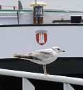 1500_17523  Eine Mwe sitzt auf dem Gelnder eines Pontons in der Billwerder Bucht. Im Hintergrund der Schiffsbug eines Hamburger Binnenschiffs mit dem Hamburger Wappen; darber eine weisse Positionslampe.