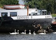 1506_4768  Eine Gruppe Schwne schwimmt am neben dem grossen Anker am Heck eines Binnenschiffs auf dem Wasser der Billwerder Bucht.